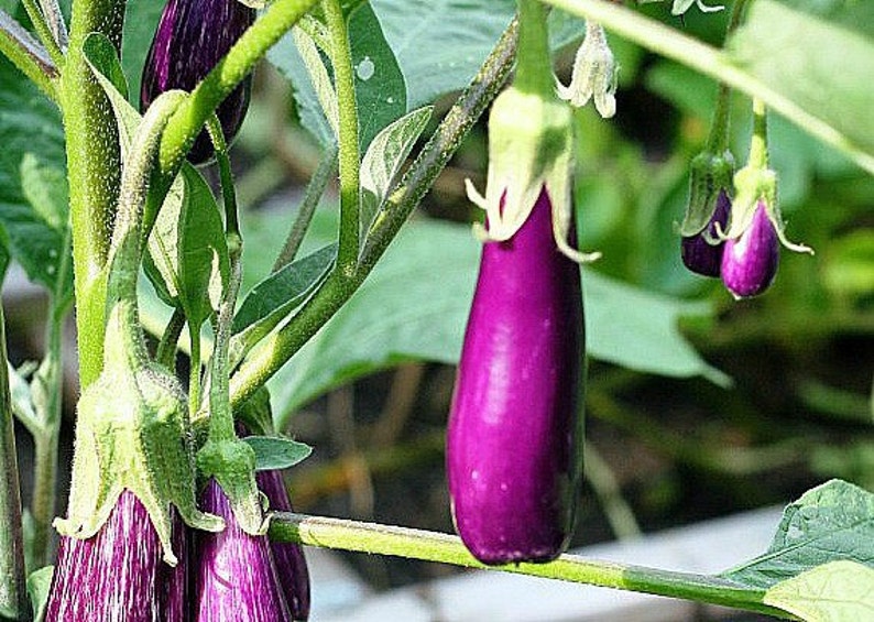 Mini Eggplant, Little Fingers, 10 seeds, Asian heirloom, non GMO, patio container garden, miniature fruit, sweet and tender, farmers market image 4