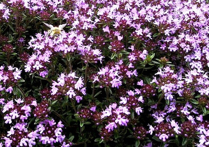 Thymus serpyllum deerproof zones 4 to 9 Creeping Thyme bulk pack ground cov...