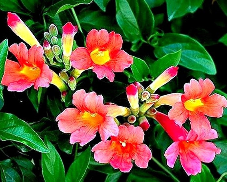 Red Trumpet Vine, Campsis radicans, 25 seeds, vigorous climber, fast growing, cold hardy, zones 6 to 11, drought-tolerant, hummingbirds image 5