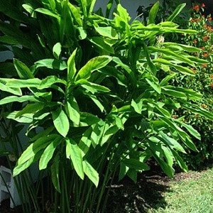Thai Ginger, Alpinia galanga, 5 organic seeds, Galangal, spicy root, bright shade, easy to grow, zone 7-11, Asian cuisine, fragrant blooms image 5