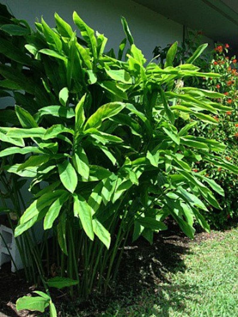 Thai Ginger, Alpinia galanga, 5 organic seeds, Galangal, spicy root, bright shade, easy to grow, zone 7-11, Asian cuisine, fragrant blooms image 5