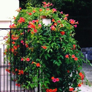 Red Trumpet Vine, Campsis radicans, 25 seeds, vigorous climber, fast growing, cold hardy, zones 6 to 11, drought-tolerant, hummingbirds image 4