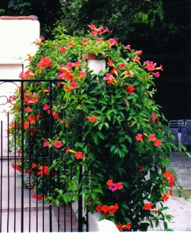 Red Trumpet Vine, Campsis radicans, 25 seeds, vigorous climber, fast growing, cold hardy, zones 6 to 11, drought-tolerant, hummingbirds image 4