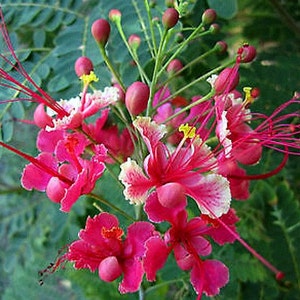 Pride of Barbados, Pink Blooms, Caesalpinia Rosea, 5 Rare Seeds, Small