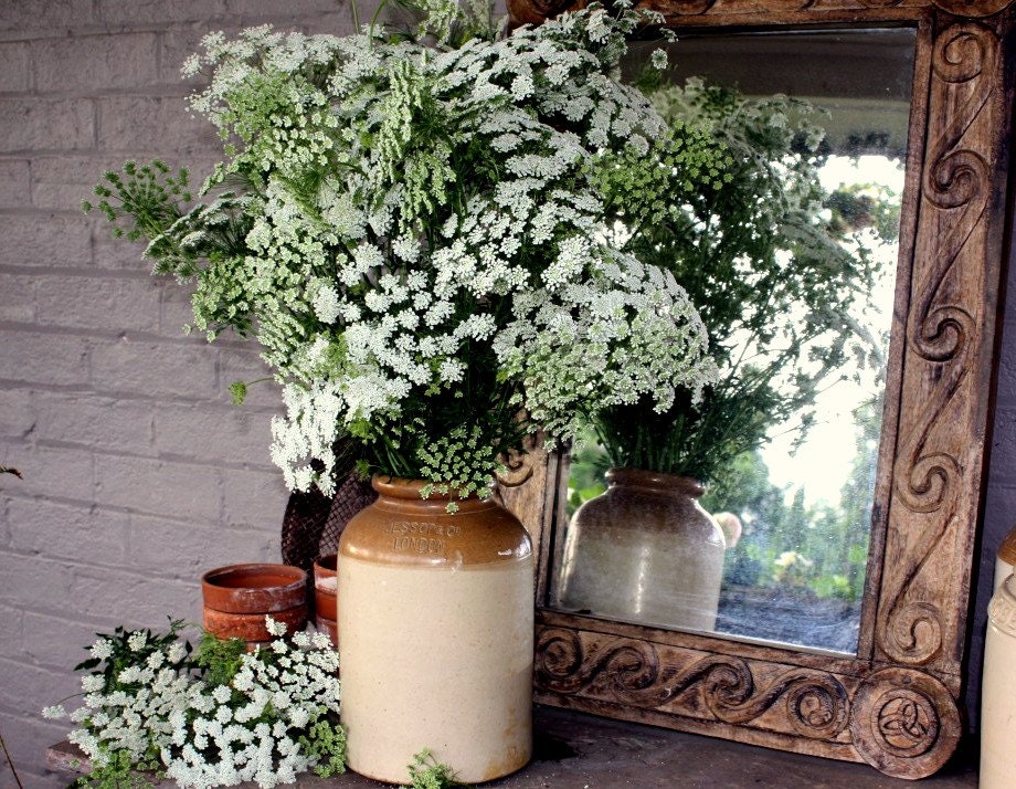 Queen Anne's Lace, Ammi majus, 500 seeds, easy wildflower, cuttin…
