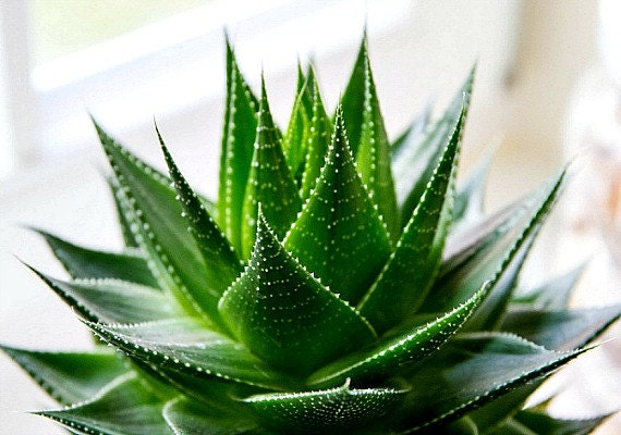 dgl aloe vera Dgl, 60 Capsules, BioMatrix