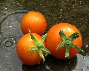 Flamme Tomato, French heirloom, tangy flavor, 10 seeds non GMO, early and productive, hot or cold weather, vivid orange fruit, sparkly taste