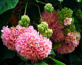 Dombeya burgessiae, Hydrangea Tree, 5 seeds, fluffy pink blooms, compact tree, sun or shade, zones 8 to 10, drought tolerant, butterflies