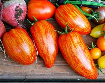 Striped Roman, heirloom tomato, 10 seeds, sweet flavor, great for sauce, showy Roma, artisan tomato, by Brad Gates
