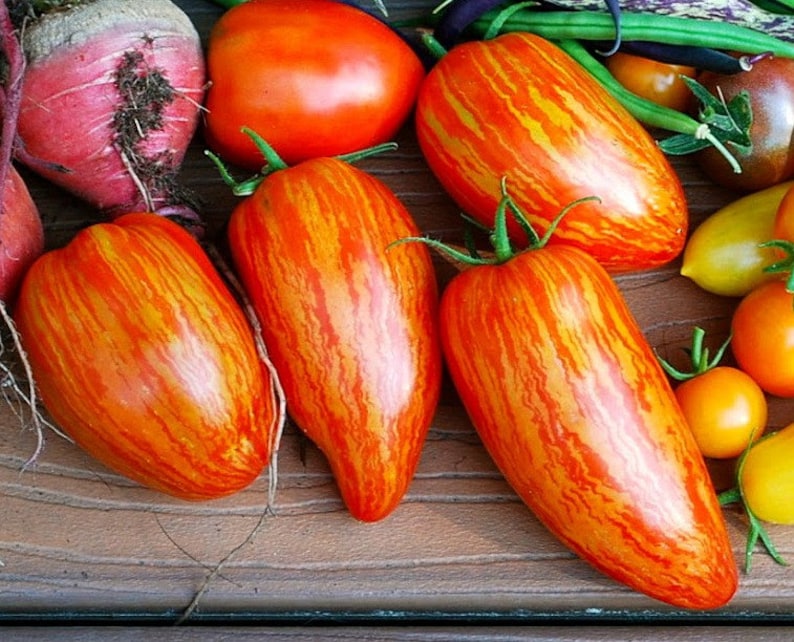 Striped Roman, heirloom tomato, 10 seeds, sweet flavor, great for sauce, showy Roma, artisan tomato, by Brad Gates image 1