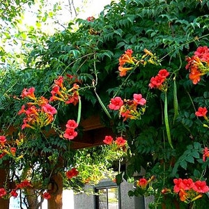 Red Trumpet Vine, Campsis radicans, 25 seeds, vigorous climber, fast growing, cold hardy, zones 6 to 11, drought-tolerant, hummingbirds image 2