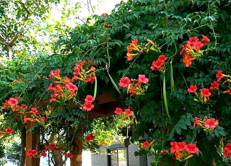 Red Trumpet Vine, Campsis radicans, 25 seeds, vigorous climber, fast growing, cold hardy, zones 6 to 11, drought-tolerant, hummingbirds image 2