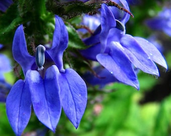 Lobelia siphilitica, 200 seeds, Great Blue Lobelia, electric blue wildflower, moist shade, perennial zones 3 to 8, hummingbirds