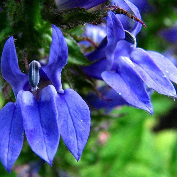 Lobelia siphilitica, 200 seeds, Great Blue Lobelia, electric blue wildflower, moist shade, perennial zones 3 to 8, hummingbirds