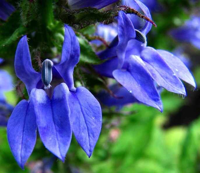 Lobelia siphilitica, 200 seeds, Great Blue Lobelia, electric blue wil…