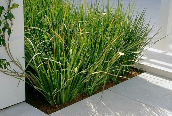 dom plant Plum Prunus Dom. Stanley 10 Litre Pot Half Standard  Grasslands Nursery