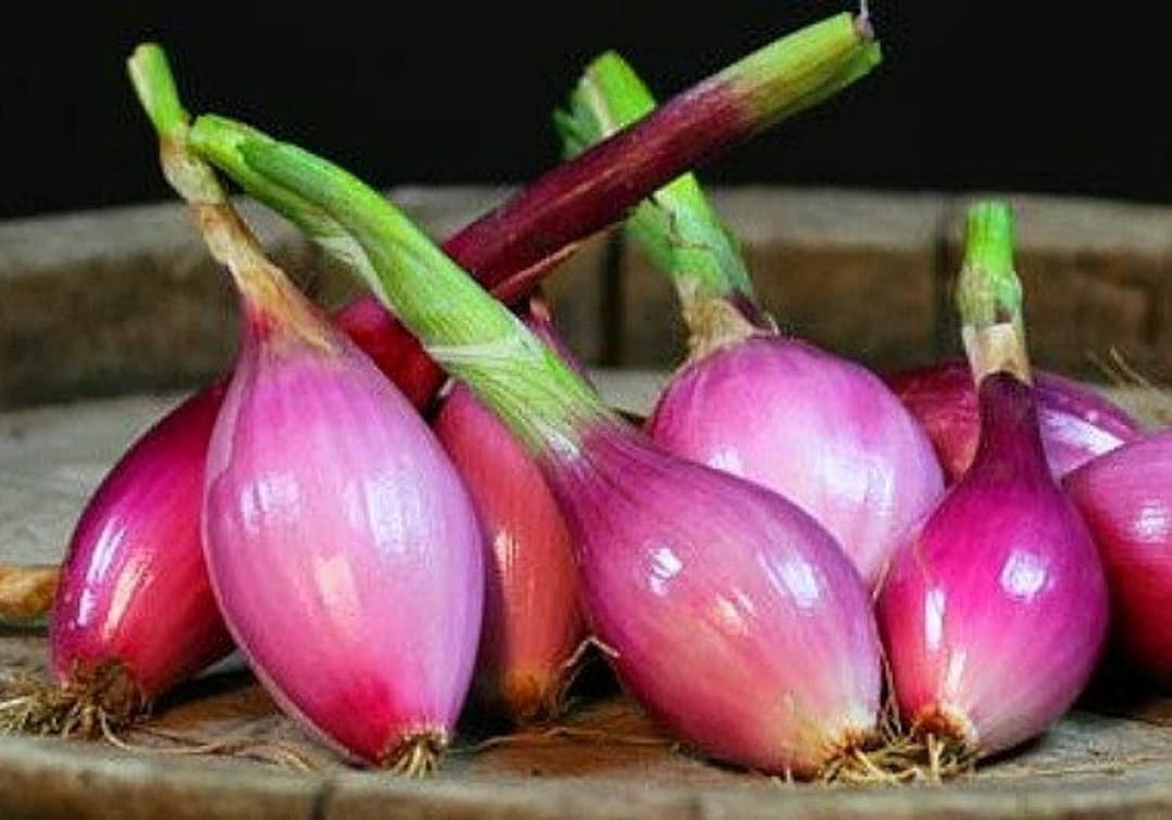 Organic Dutch Red Shallot Bulbs — San Diego Seed Company