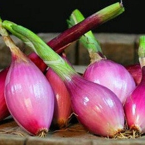 Italian Torpedo Onion 100 seeds, heirloom, sweet red onion, mild flavor, pink slices, cool weather crop, Tropeana lunga, pretty in salads