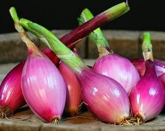 Italian Torpedo Onion 100 seeds, heirloom, sweet red onion, mild flavor, pink slices, cool weather crop, Tropeana lunga, pretty in salads