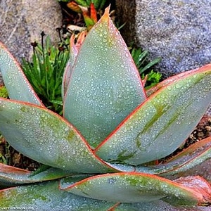 Coral Aloe, Aloe striata, 15 seeds, showy succulent, vivid winter blooms, drought tolerant, desert garden, or container plant, easy to grow image 2