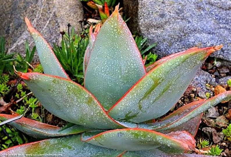 Coral Aloe, Aloe striata, 15 seeds, showy succulent, vivid winter blooms, drought tolerant, desert garden, or container plant, easy to grow image 2