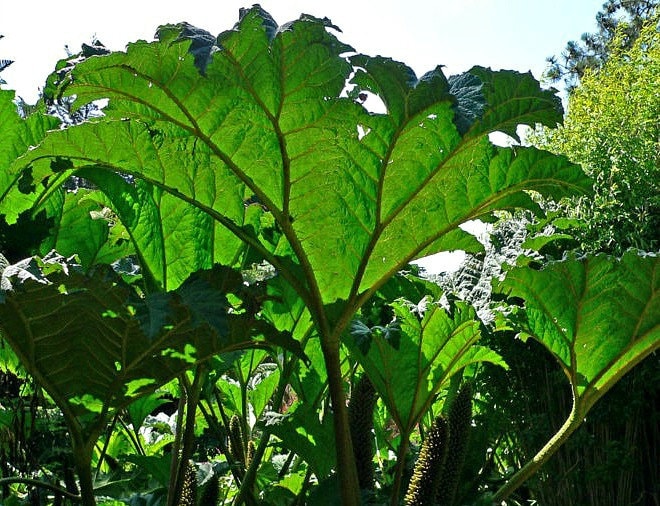 Giant Gunnera manicata,  Dinosaur Food, 10 rare seeds, enormous leaves, loves damp shade, pond plant