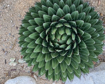 Agave victoriae reginae, Queen Victoria Agave, 15 seeds, stunning form, slow growing, specimen plant, drought tolerant, cold hardy