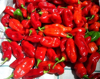 Poivron datil doux, 10 graines rares, saveur fruitée, plantes énormes, aime les étés chauds, héritage de Floride, sucettes glacées au poivre, martinis au chili,