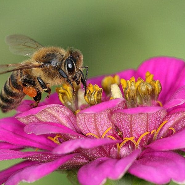 Feed the Bees Seeds, wildflower mix, big ounce bulk pack, colorful annuals, easy perennials, non GMO, nectar rich, healthy bees, butterflies