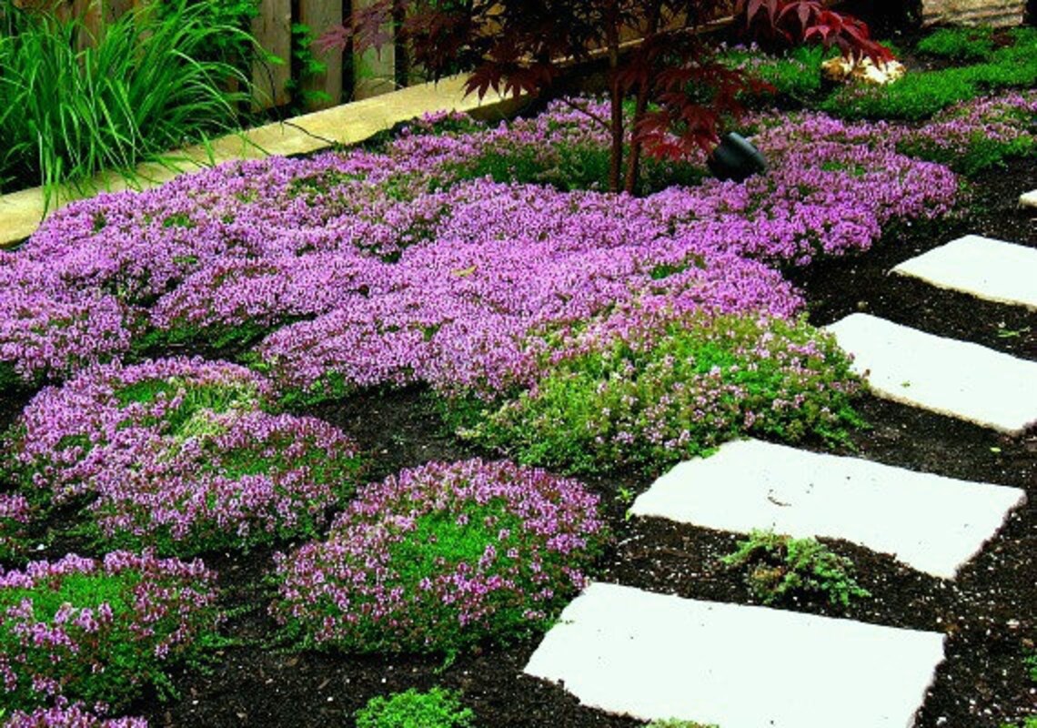Creeping Thyme bulk pack ground cover 4000 seeds fragrant Etsy
