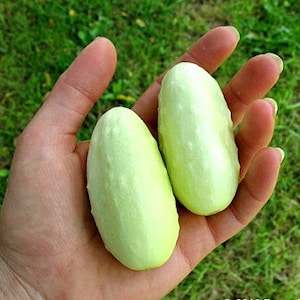 Mini White Cucumber, 10 heirloom seeds, sweet and crunchy, compact vines for containers or small gardens, make great pickles, SALE