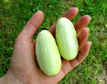 Mini White Cucumber, 15 heirloom seeds, sweet and crunchy, compact vines for containers or small gardens, make great pickles, SALE