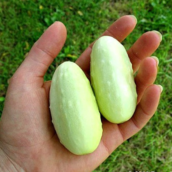 Mini White Cucumber, 15 heirloom seeds, sweet and crunchy, compact vines for containers or small gardens, make great pickles, SALE