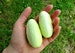 Mini White Cucumber, 15 heirloom seeds, sweet and crunchy, compact vines for containers or small gardens, make great pickles, SALE 