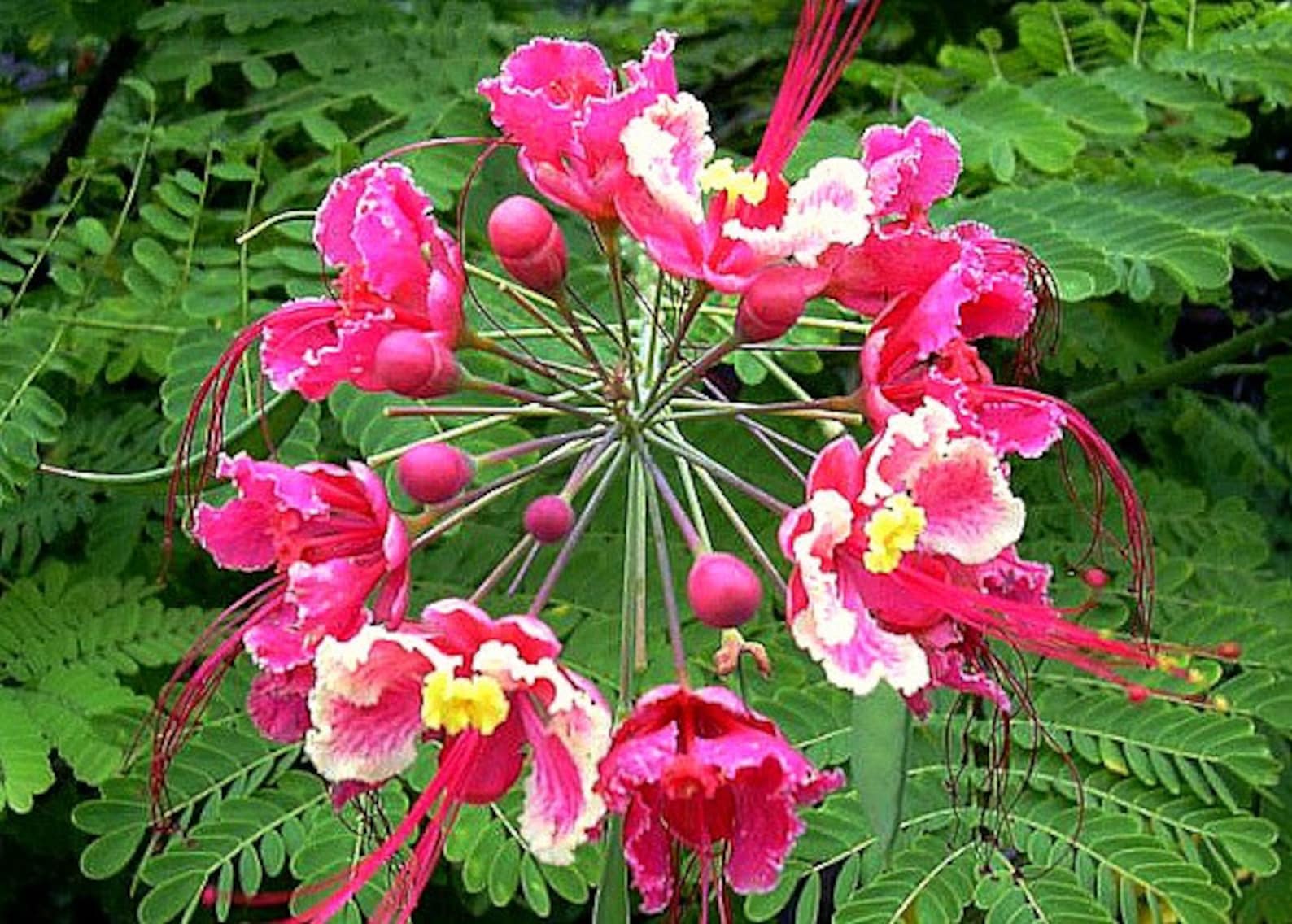Pride of Barbados Pink Blooms Caesalpinia Rosea 5 Rare - Etsy
