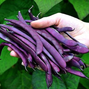 Purple Podded Pole Beans, vigorous climber, kids favorite, 10 seeds