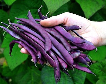 Purple Podded Pole Beans, vigorous climber, kids favorite, 10 seeds