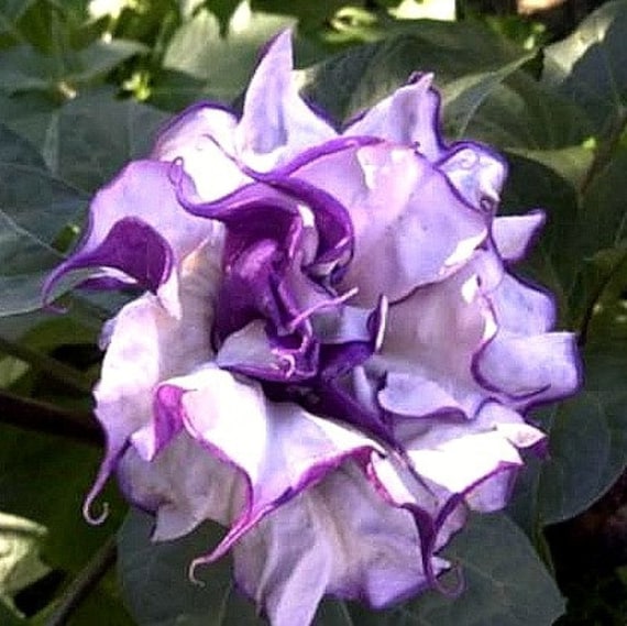 Purple Datura metel 10 seeds fancy ruffled blooms grow in - Etsy 日本