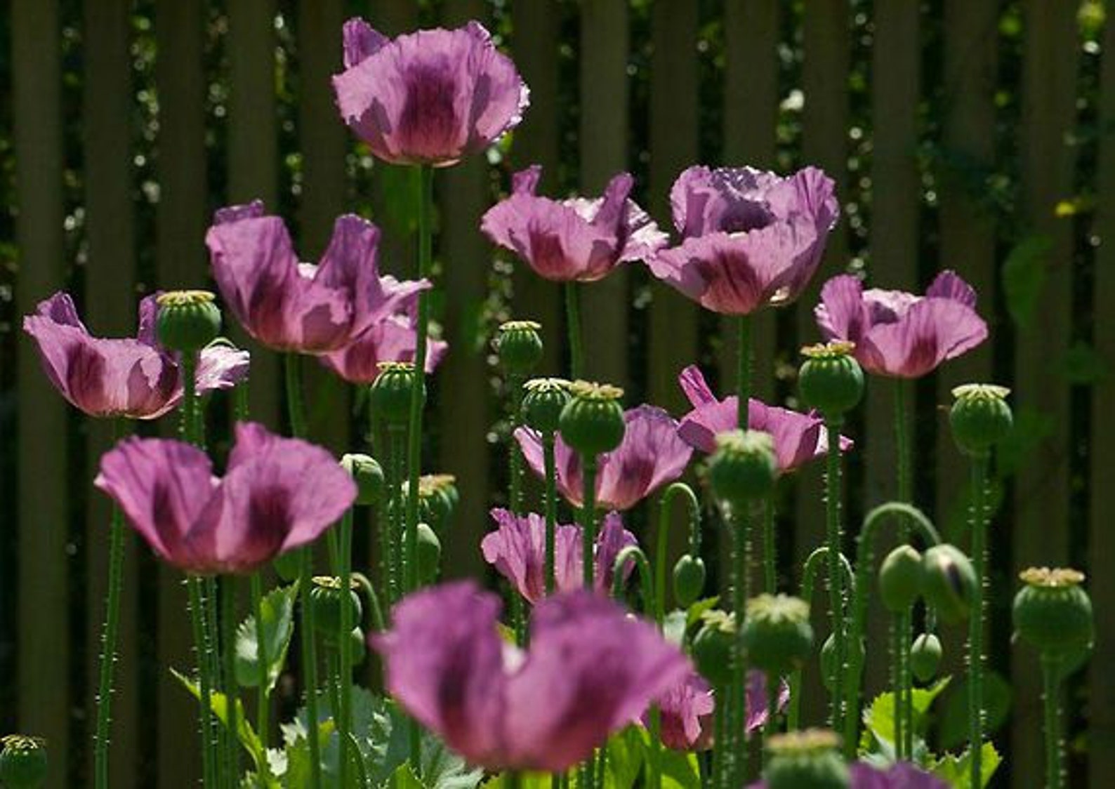 Purple Breadseed Poppy Papaver Paeoniflorum 100 Bulk Seeds Etsy