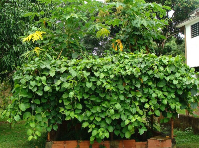 Passiflora quadrangularis, Giant Granadilla 10 fresh seeds, fragrant blooms,big tasty fruit, robust climber, calming tea image 5