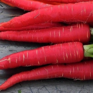 Kyoto Red Carrot, Japanese heirloom, 100 rare seeds, non GMO, super sweet, scarlet carrot from Kyoto Japan, cool weather crop, fall garden