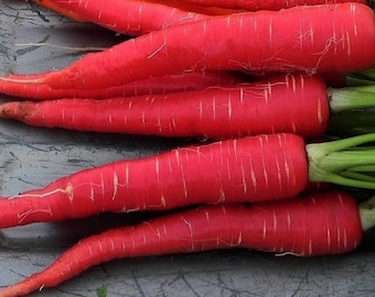 Kyoto Red Carrot, Japanese heirloom, 100 rare seeds, non GMO, super sweet, scarlet carrot from Kyoto Japan, cool weather crop, fall garden