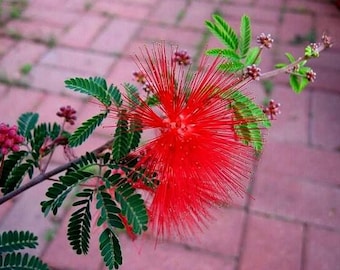Baja Fairy Duster, 5 graines, Calliandra californica, bouffées rouges, arbuste à plumes, zones faciles 9 à 11, tolérant à la sécheresse, colibris