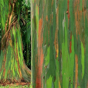 Rainbow Eucalyptus deglupta, showy tropical tree, 50 rare seeds, bonsai, houseplant, greenhouse, zones 10 to 11, fast growing, spectacular image 5