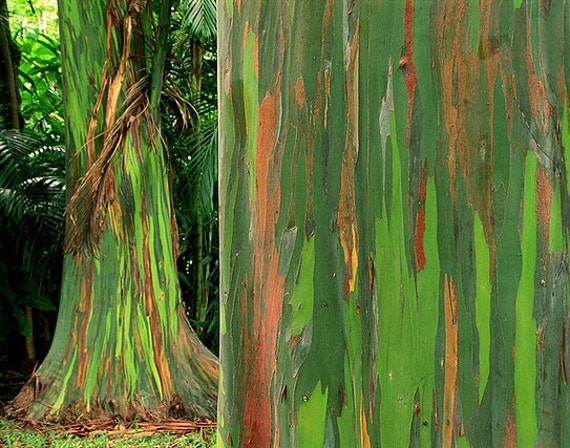 Rainbow Eucalyptus Deglupta, Showy Tropical Tree, 50 Rare Seeds, Bonsai,  Houseplant, Greenhouse, Zones 10 to 11, Fast Growing, Spectacular 