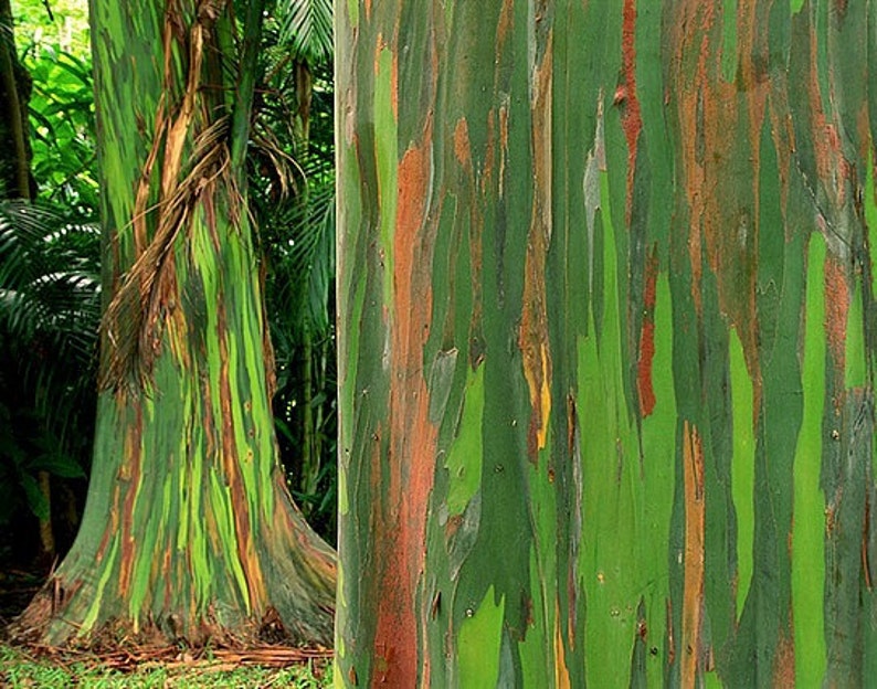 Rainbow Eucalyptus deglupta, showy tropical tree, 50 rare seeds, bonsai, houseplant, greenhouse, zones 10 to 11, fast growing, spectacular image 5