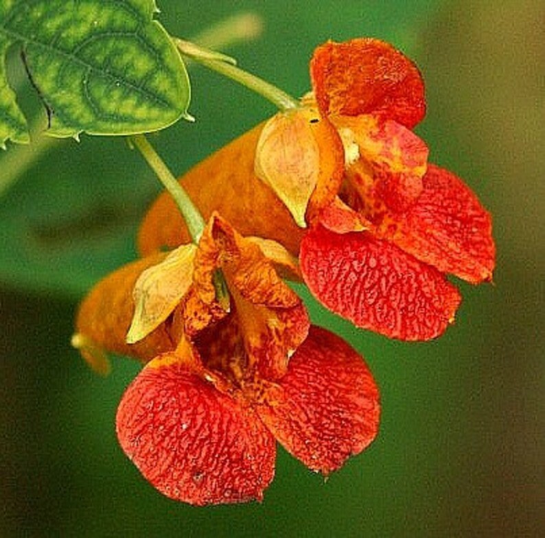 Jewelweed Impatiens capensis 10 seeds poison ivy cure Etsy