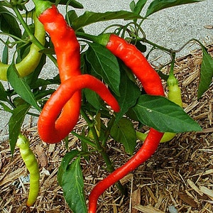 Rare Sweet Turkish Black Pepper 25 Seeds UK Seller