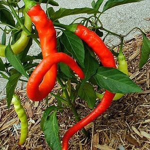 Corbaci Pepper, Turkish Heirloom, 10 rare seeds, rich sweet flavor, long spiral fruits, corkscrew, compact productive plants, image 3