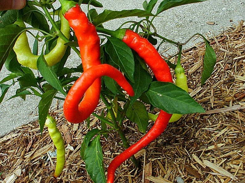 Corbaci Pepper, Turkish Heirloom, 10 rare seeds, rich sweet flavor, long spiral fruits, corkscrew, compact productive plants, image 3